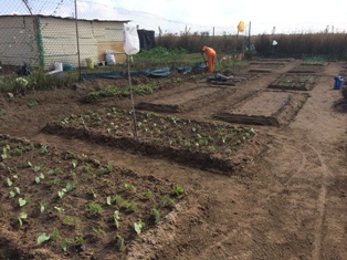Food garden 2